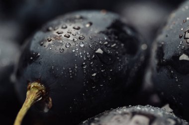 Üzüm. Su damlalı taze siyah üzümlü makro shot.