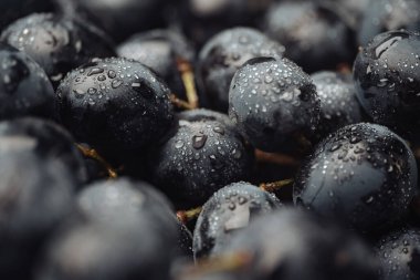 Üzüm. Su damlalı birkaç taze siyah üzüm. Yakın çekim görünümü