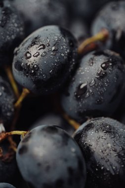 Üzüm. Su damlalı taze siyah üzümlerin dikey makro görüntüsü.