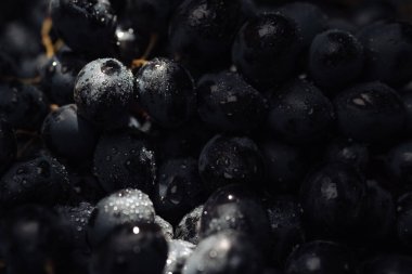 Üzüm. Gölgesinde su damlaları olan siyah üzümlerin güzel manzarası ve hangi güneş ışığının parladığı. Yakın plan.