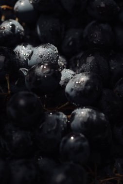 Üzüm. Dikey güzel üzüm manzarası. Gölgede çiy damlaları var ve güneş ışığı hangi ışığa vuruyor. Yakın plan.