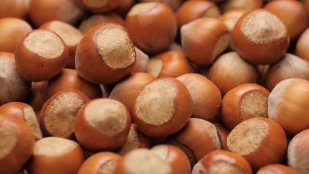 Hazelnuts. Camera slowly pans down showing close-up of lot of hazelnut — Stock Video