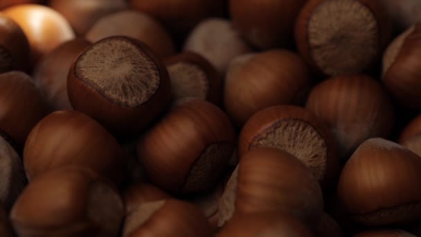 Hazelnuts. Macro shot of beam of sunlight passes over hazelnuts in shadow — Stock Video