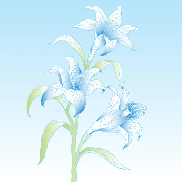 Lily. — Vector de stock