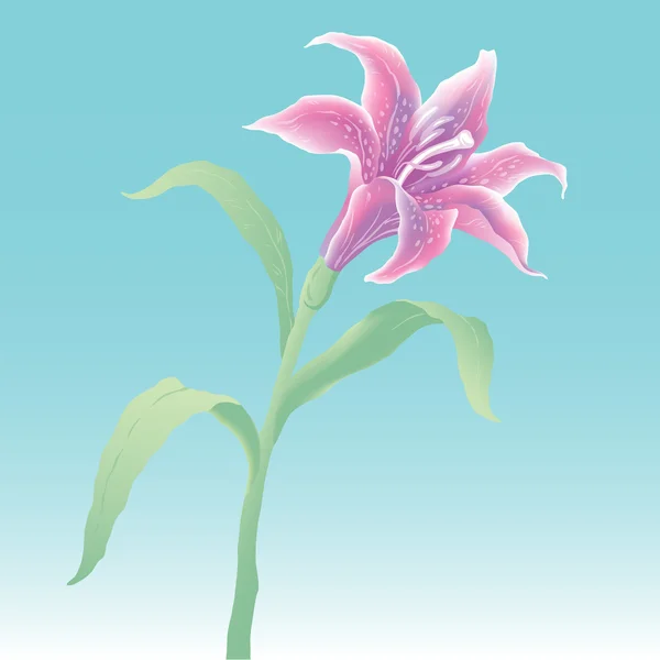 Lily. — Vector de stock