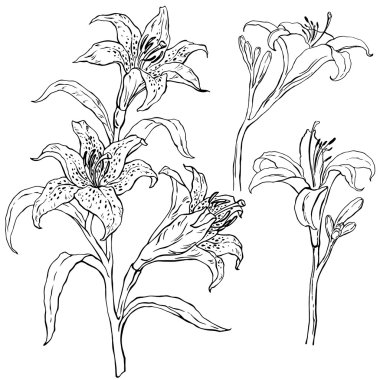 Set with lilies clipart