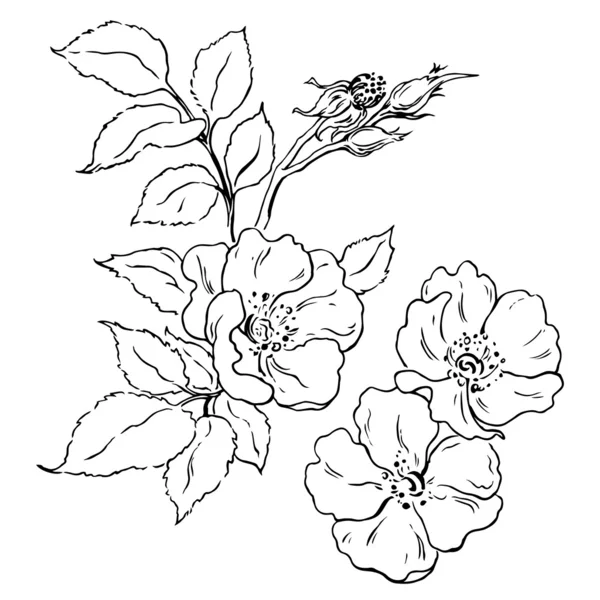 Floración del cancro — Archivo Imágenes Vectoriales