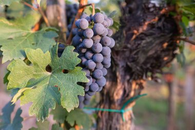 Güzel, sağlıklı üzümler, sonbahar mahsulleri..