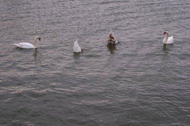 Dört kuğu gölün yüzeyinde yüzer. 