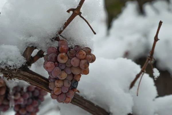 Snöiga Fångade Vita Druvor Vingården Vintern — Stockfoto