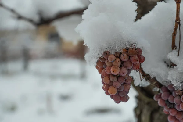 Snöiga Fångade Vita Druvor Vingården Vintern — Stockfoto