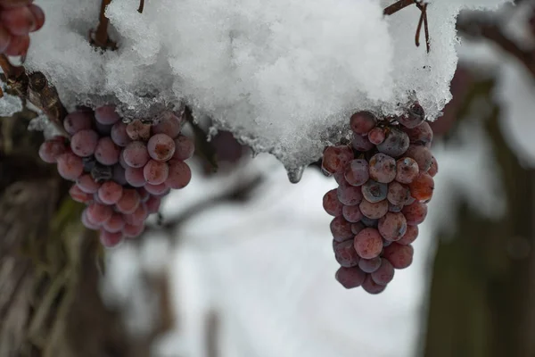 Snowy Trapped White Grapes Vineyard Winter — стоковое фото