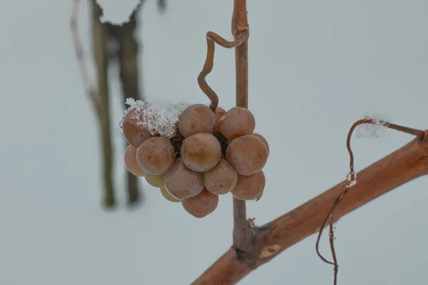 Besneeuwde Witte Druiven Wijngaard Winter — Stockfoto