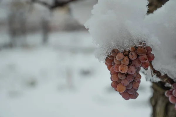 Сніг Пастці Білого Винограду Винограднику Взимку — стокове фото