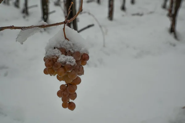 Сніг Пастці Білого Винограду Винограднику Взимку — стокове фото
