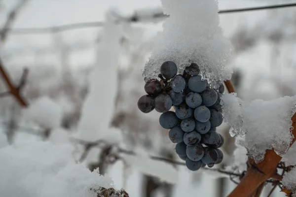 Сніговий Синій Виноград Винограднику Взимку — стокове фото