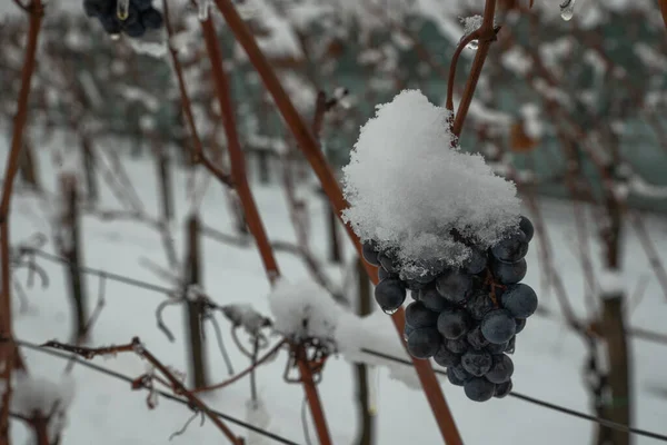 Besneeuwde Blauwe Druiven Wijngaard Winter — Stockfoto