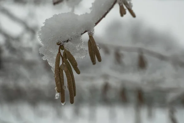 Verse Sneeuw Viel Hazelnoot Voor Bloei — Stockfoto