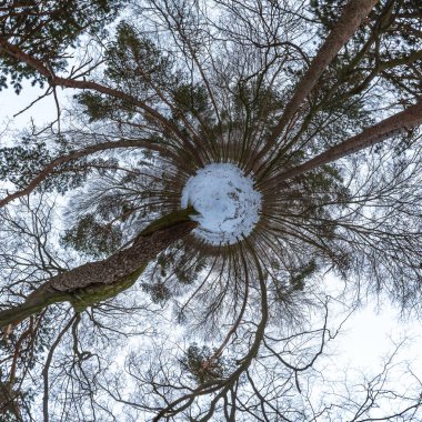 Kışın kayın ve meşe ormanlarında 360 derece panorama 
