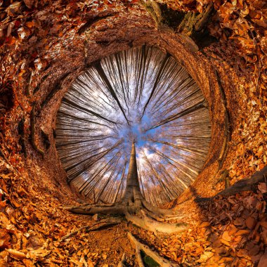 Sonbahar kayın ormanında hakim bir ağaçla 360 derece manzara. 