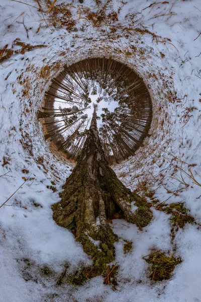 Panorama 360 Gradi Nella Betulla Invernale Pineta Con Albero Dominante — Foto Stock