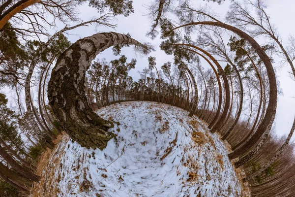 360 Stopni Panorama Mała Planeta Zimie Brzozy Lasu Sosnowego — Zdjęcie stockowe