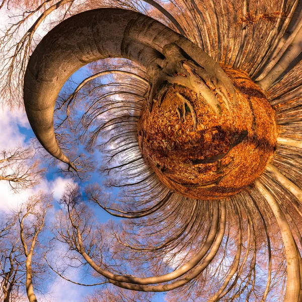 Panorama 360 Gradi Piccolo Pianeta Nella Foresta Faggi Querce Autunno — Foto Stock
