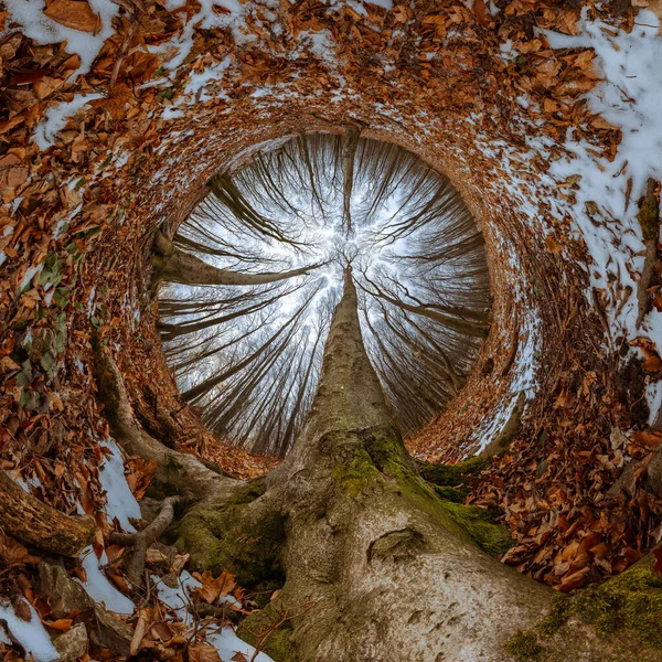 Panorama 360 Grados Bosque Hayas Invierno Con Árbol Dominante —  Fotos de Stock
