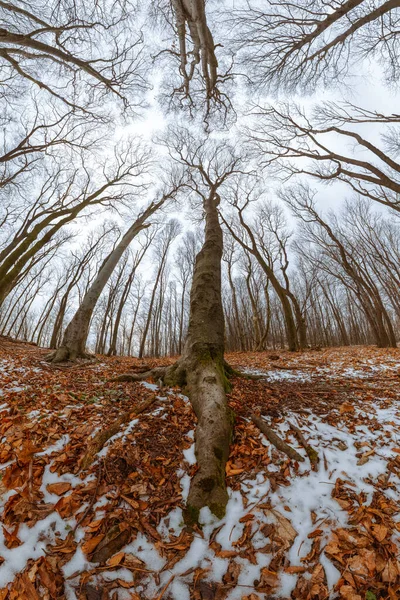 Panorama Ultra Amplio Bosque Haya Roble Invierno Con Árbol Dominante —  Fotos de Stock