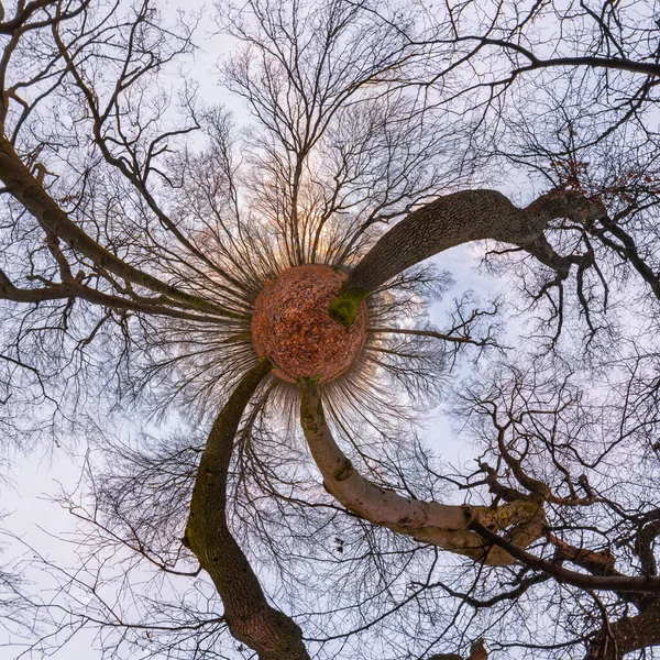 360 Grados Panorama Pequeño Planeta Bosque Haya Roble Otoño —  Fotos de Stock