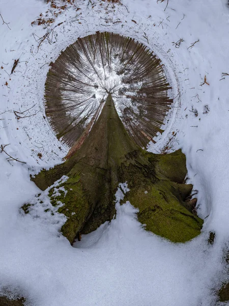 360 Μοίρες Πανόραμα Στο Δάσος Οξιάς Του Χειμώνα Κυρίαρχο Δέντρο — Φωτογραφία Αρχείου