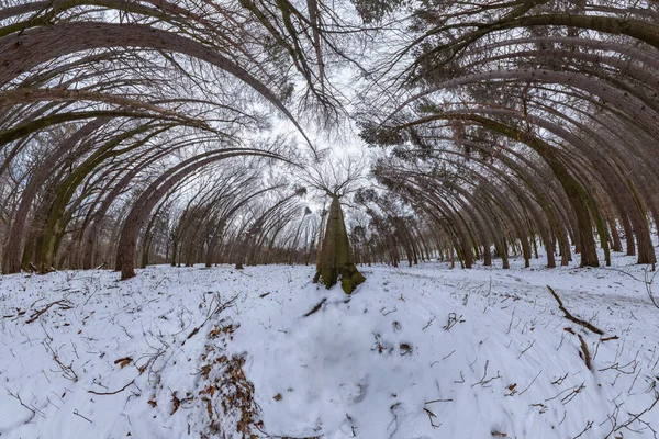 Panorama Ultra Amplio Bosque Haya Roble Invierno Con Árbol Dominante — Foto de Stock