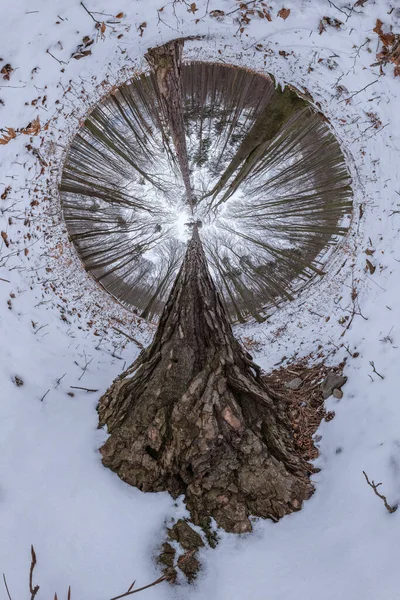 Πανόραμα 360 Μοιρών Στο Χειμερινό Δάσος Πεύκου Και Οξιάς Κυρίαρχο — Φωτογραφία Αρχείου