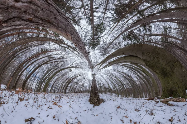 Panorama Ultra Amplio Bosque Haya Roble Invierno Con Árbol Dominante — Foto de Stock