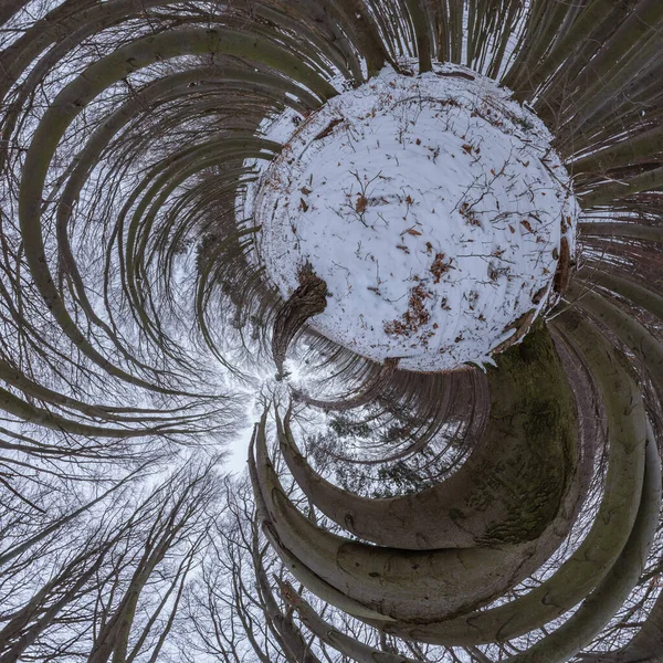 360 Grados Panorama Pequeño Planeta Bosque Haya Roble Invierno —  Fotos de Stock