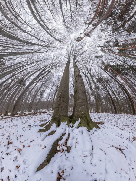 Ультра Широка Панорама Зимовому Буковому Дубовому Лісі Домінуючим Деревом — стокове фото