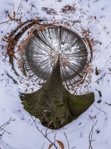 360 Μοίρες Πανόραμα Στο Δάσος Οξιάς Του Χειμώνα Κυρίαρχο Δέντρο — Φωτογραφία Αρχείου