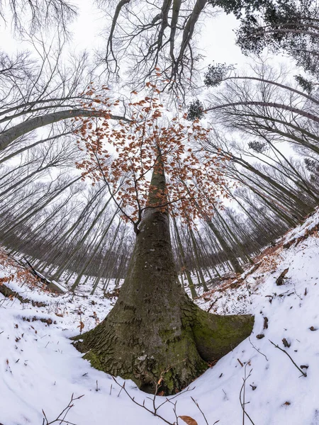 Panorama Ultra Amplio Bosque Haya Roble Invierno Con Árbol Dominante —  Fotos de Stock