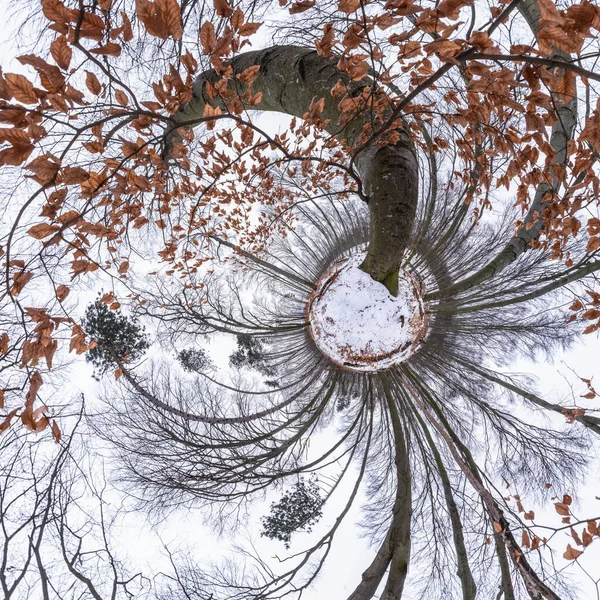 Panorama 360 Gradi Piccolo Pianeta Nella Foresta Invernale Faggi Querce — Foto Stock