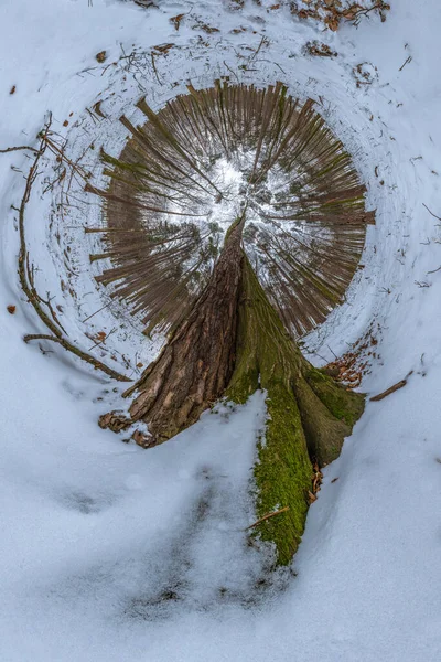 Panorama 360 Gradi Nella Faggeta Invernale Con Albero Dominante — Foto Stock