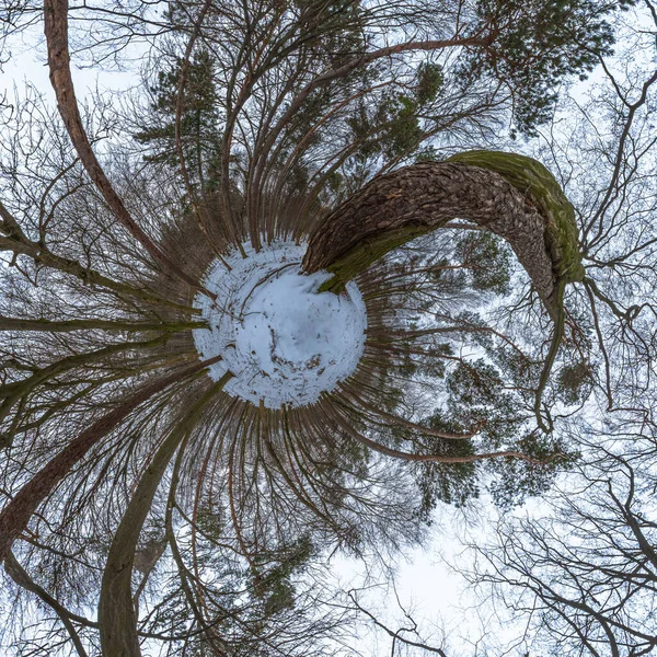360 Градусів Панорама Маленька Планета Зимовому Буковому Дубовому Лісі — стокове фото