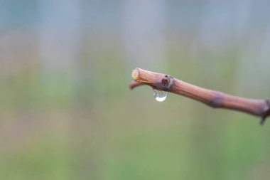 İlkbaharda, kesilen sarmaşığın yarasından taze bitki özü çıkar.. 