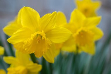 Baharda, sarı nergisler tarlanın derinliklerinde çiçek açarlar. 
