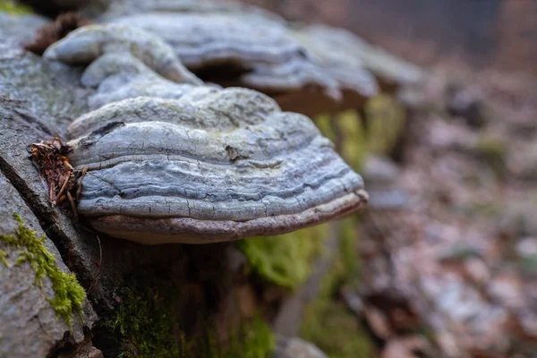 Tree Mushrooms Growing Dead Fallen Tree Moss — Stock Photo, Image