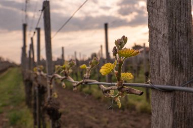 İlkbaharda üzüm bağlarında filizler büyümeye başlar.