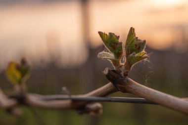 İlkbaharda üzüm bağlarında filizler büyümeye başlar.
