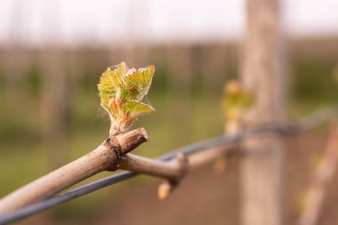 In the spring, vine shoots begin to grow in the vineyard