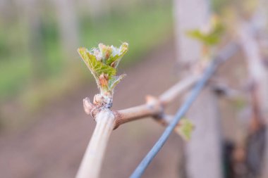 İlkbaharda üzüm bağlarında filizler büyümeye başlar.