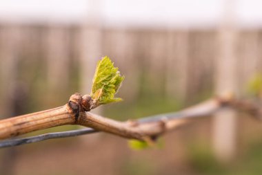 In the spring, vine shoots begin to grow in the vineyard