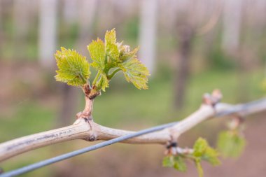 In the spring, vine shoots begin to grow in the vineyard